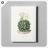 1-4_Charles-Antoine-Lemaire_canvas