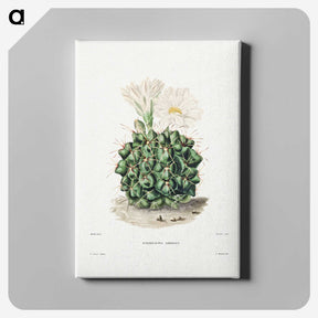 1-4_Charles-Antoine-Lemaire_canvas