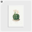 アートポストカード-Black Chin Cactus
 - シャルル アントワーヌ ルメール Postcard.
