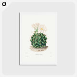 アートポストカード-Black Chin Cactus
 - シャルル アントワーヌ ルメール Postcard.