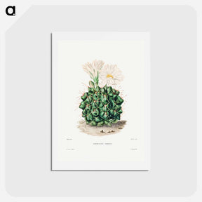 アートポストカード-Black Chin Cactus
 - シャルル アントワーヌ ルメール Postcard.