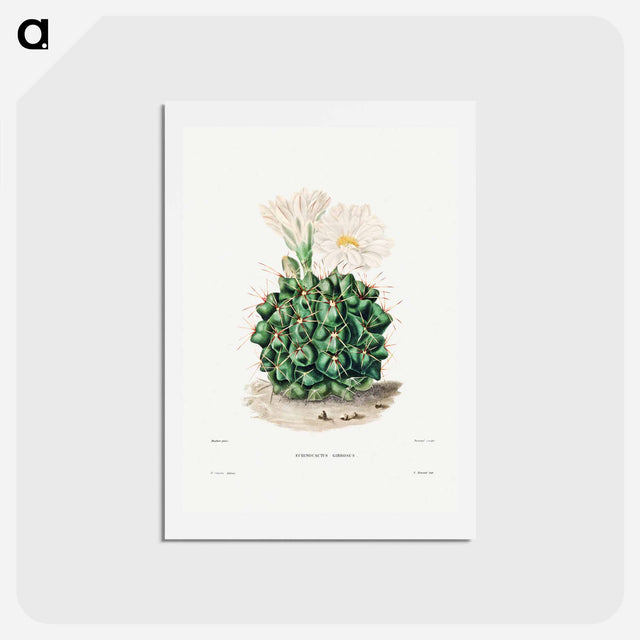 アートポストカード-Black Chin Cactus
 - シャルル アントワーヌ ルメール Postcard.