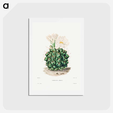 Black Chin Cactus
 - シャルル アントワーヌ ルメール Postcard.