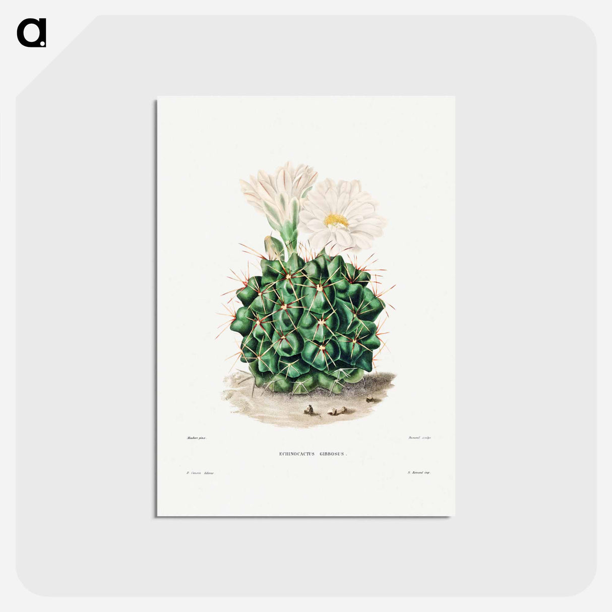 アートポストカード-Black Chin Cactus
 - シャルル アントワーヌ ルメール Postcard.