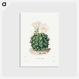 アートポストカード-Black Chin Cactus
 - シャルル アントワーヌ ルメール Postcard.
