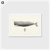 1-4_Charles-Melville-Scammon_hagaki