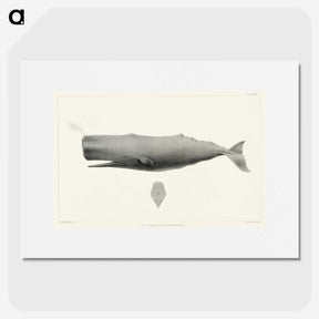 1-4_Charles-Melville-Scammon_picture