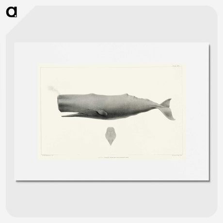 1-4_Charles-Melville-Scammon_picture