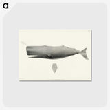 1-4_Charles-Melville-Scammon_postcard