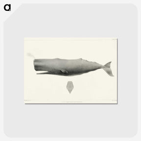 1-4_Charles-Melville-Scammon_postcard