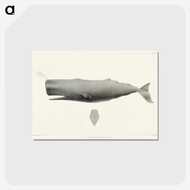 1-4_Charles-Melville-Scammon_postcard