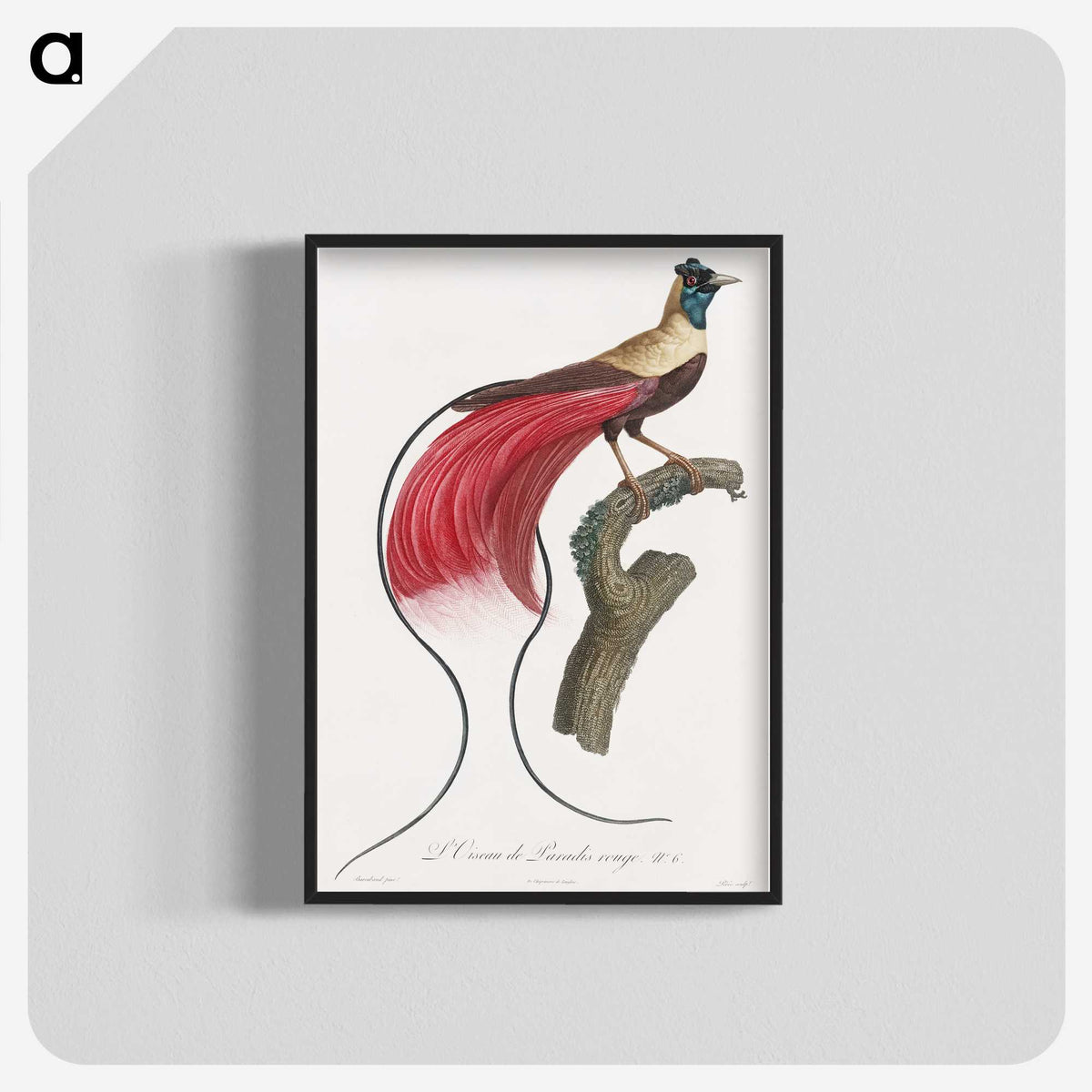 1-4_Des-Oiseaux-de-Paradis_blk-crop