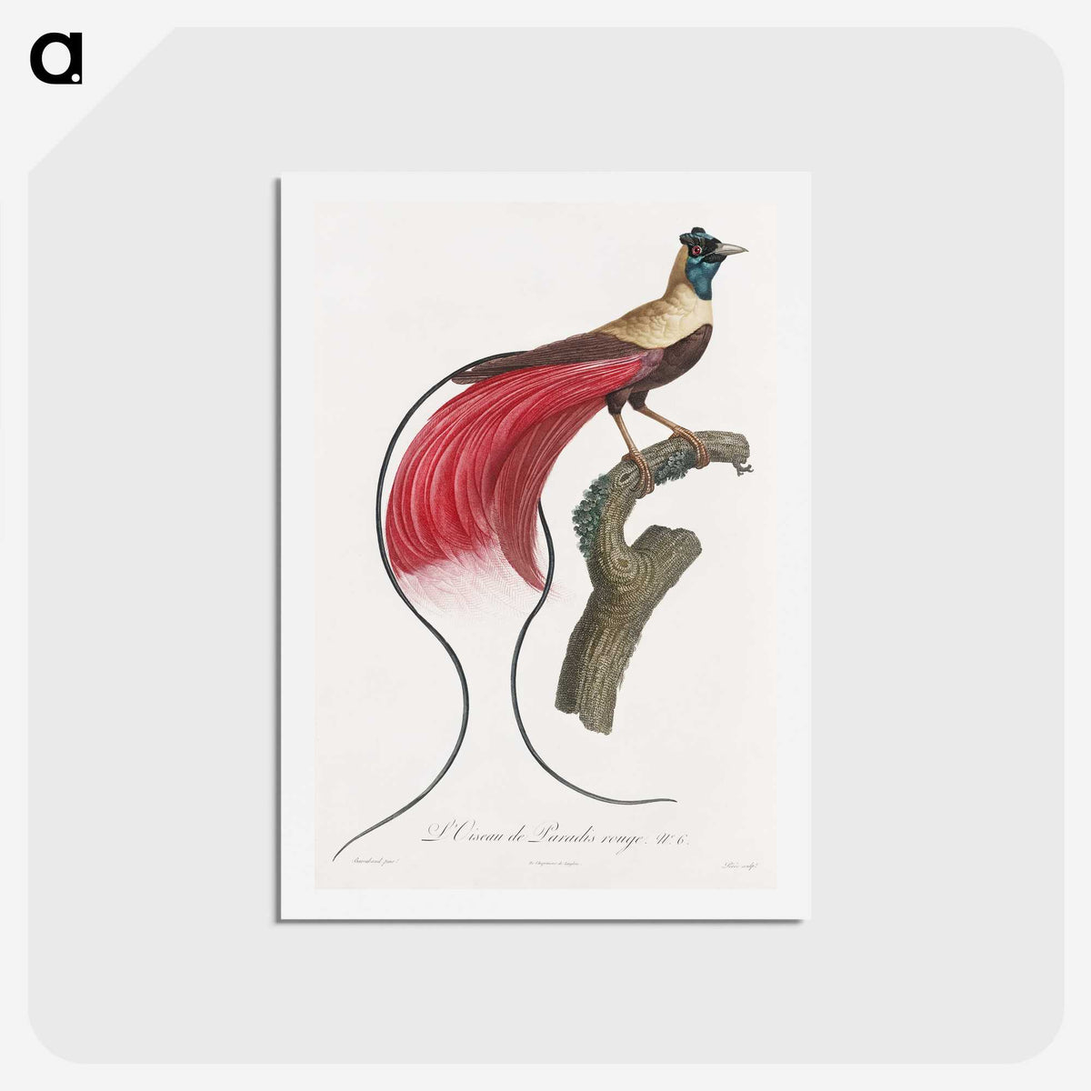 1-4_Des-Oiseaux-de-Paradis_hagaki