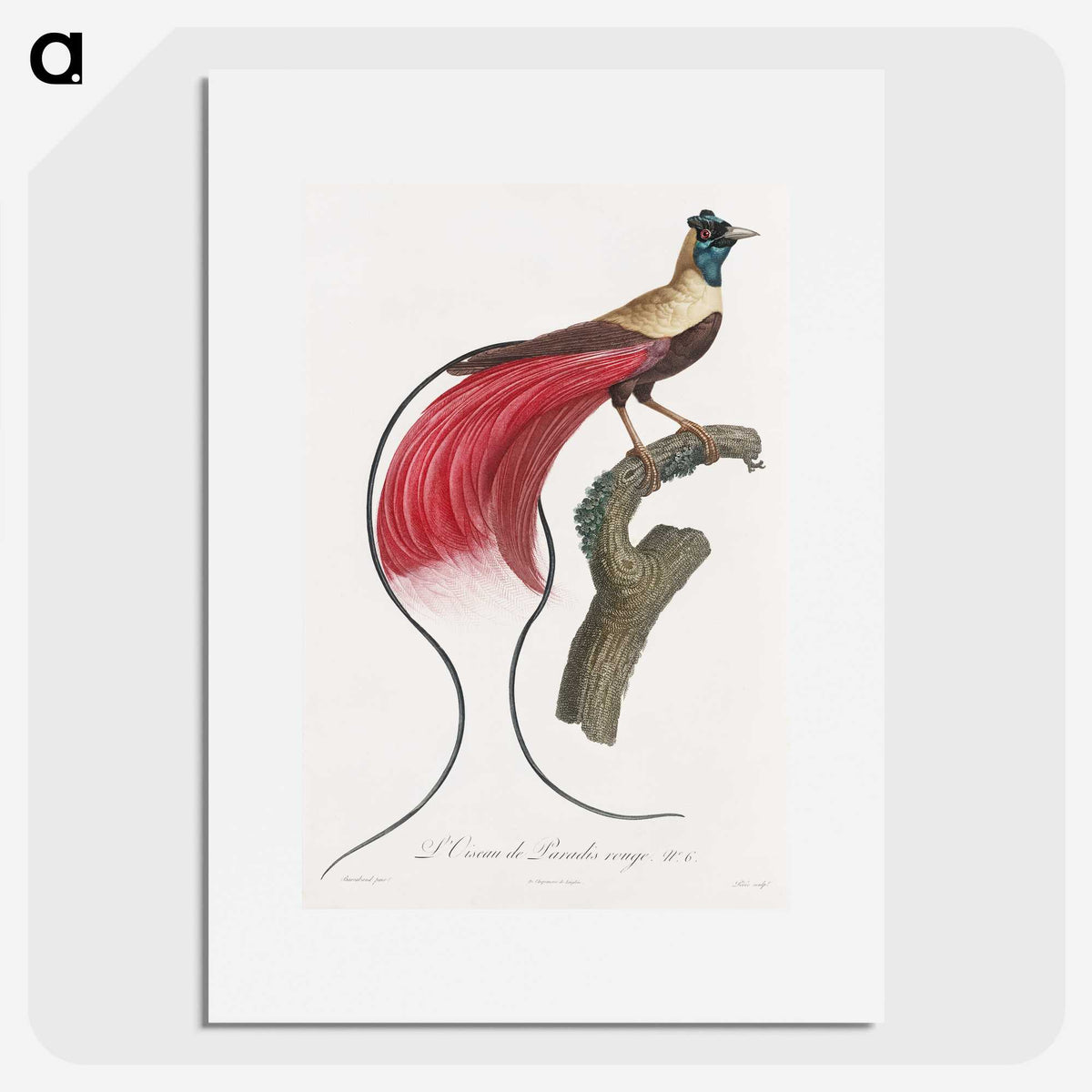 1-4_Des-Oiseaux-de-Paradis_picture