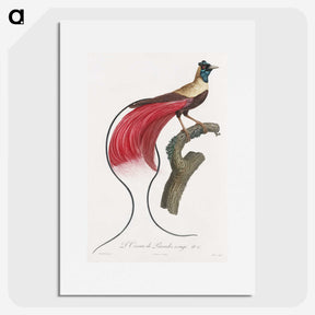 1-4_Des-Oiseaux-de-Paradis_picture