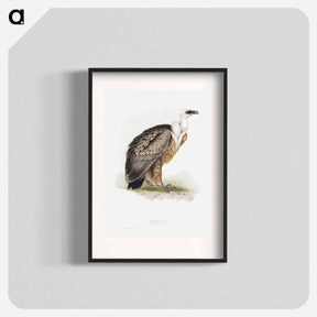 アートポスター-Griffon Vulture
 - デトロイト美術館 Poster.