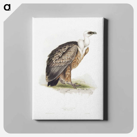 アートパネル-Griffon Vulture
 - デトロイト美術館 Canvas.