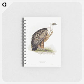 アートメモ帳-Griffon Vulture
 - デトロイト美術館 Memo.