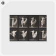 1-4_Eadweard-Muybridge_postcard