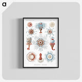 1-4_Ernst-Haeckel_blk-crop