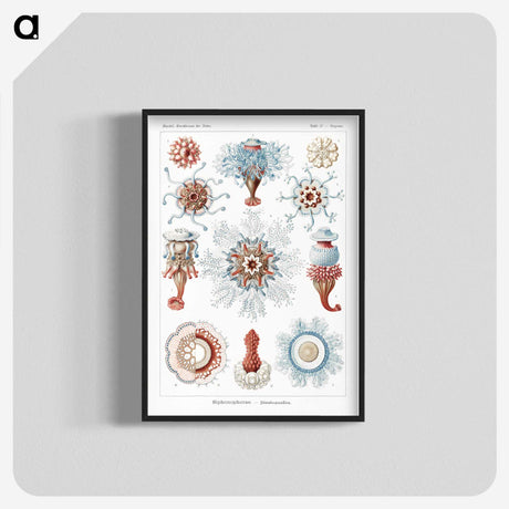 1-4_Ernst-Haeckel_blk-crop