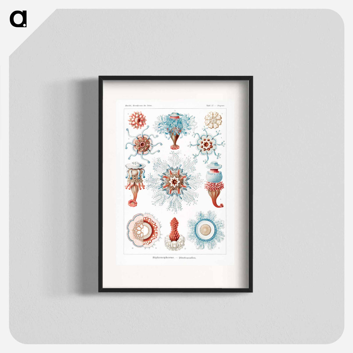 Siphonophorae–Staatsquallen - エルンスト ヘッケル Poster.