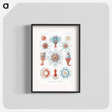 Siphonophorae–Staatsquallen - エルンスト ヘッケル Poster.