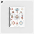 1-4_Ernst-Haeckel_memo
