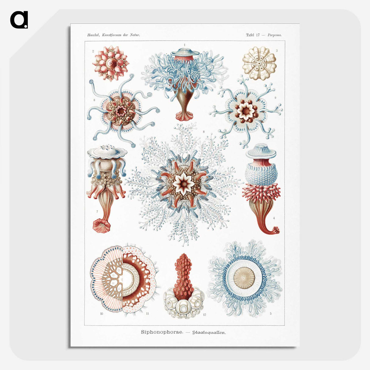 1-4_Ernst-Haeckel_picture-crop