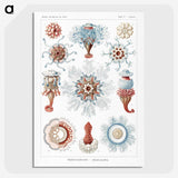 1-4_Ernst-Haeckel_picture-crop