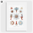 1-4_Ernst-Haeckel_picture