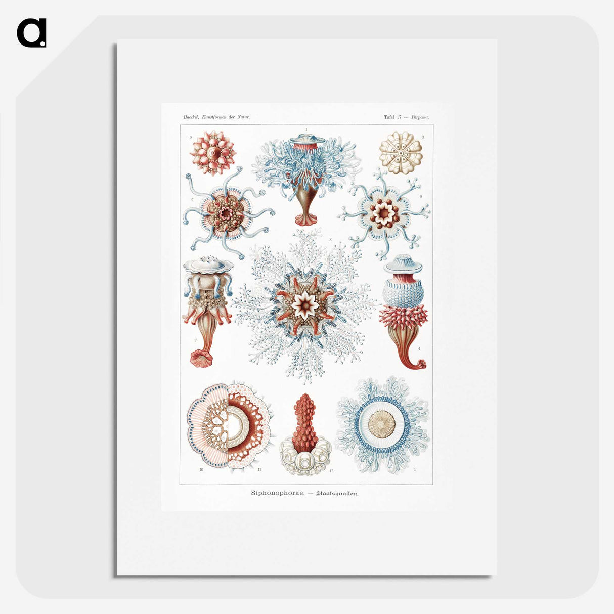 1-4_Ernst-Haeckel_picture