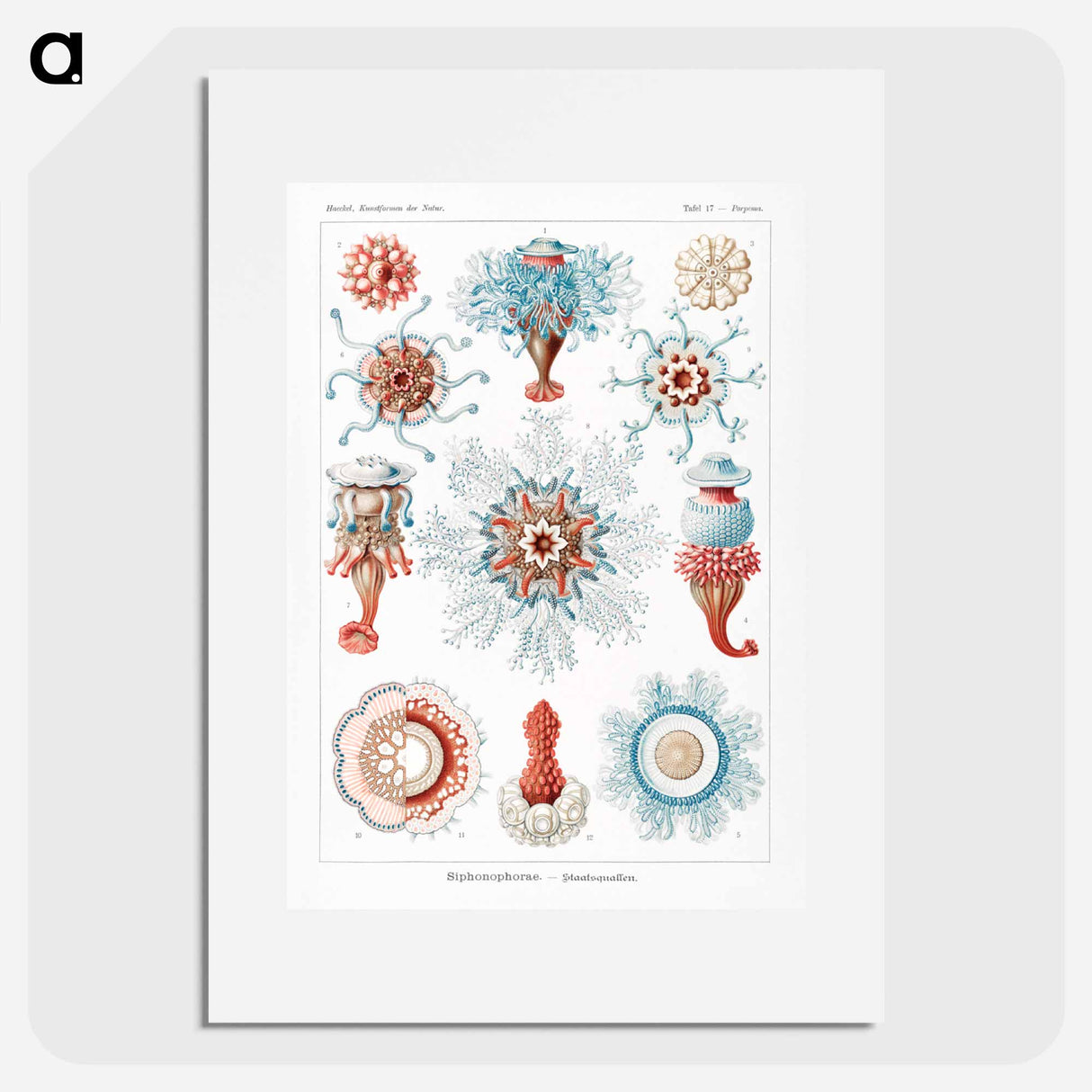 Siphonophorae–Staatsquallen - エルンスト ヘッケル Poster.