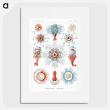 Siphonophorae–Staatsquallen - エルンスト ヘッケル Poster.