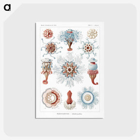 1-4_Ernst-Haeckel_postcard