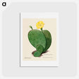 アートポストカード-Indian Fig Opuntia
 - サボテン科 Postcard.