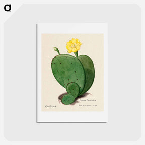 アートポストカード-Indian Fig Opuntia
 - サボテン科 Postcard.