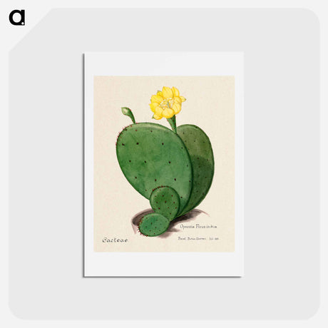 アートポストカード-Indian Fig Opuntia
 - サボテン科 Postcard.