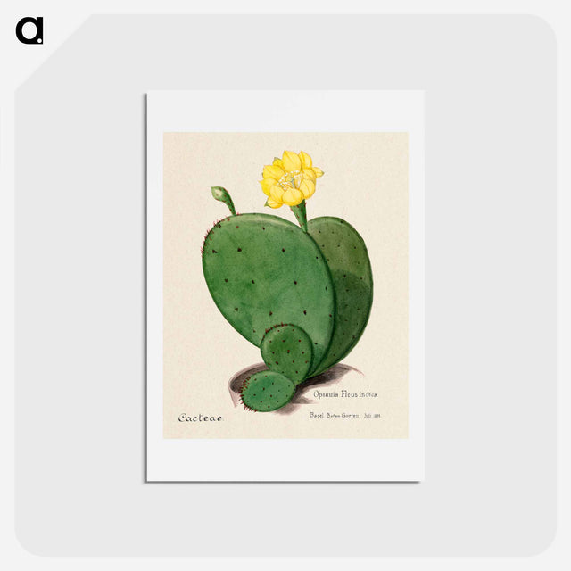 アートポストカード-Indian Fig Opuntia
 - サボテン科 Postcard.