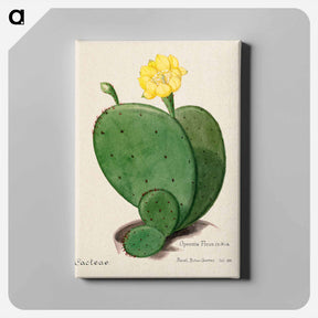 アートパネル-Indian Fig Opuntia
 - サボテン科 Canvas.