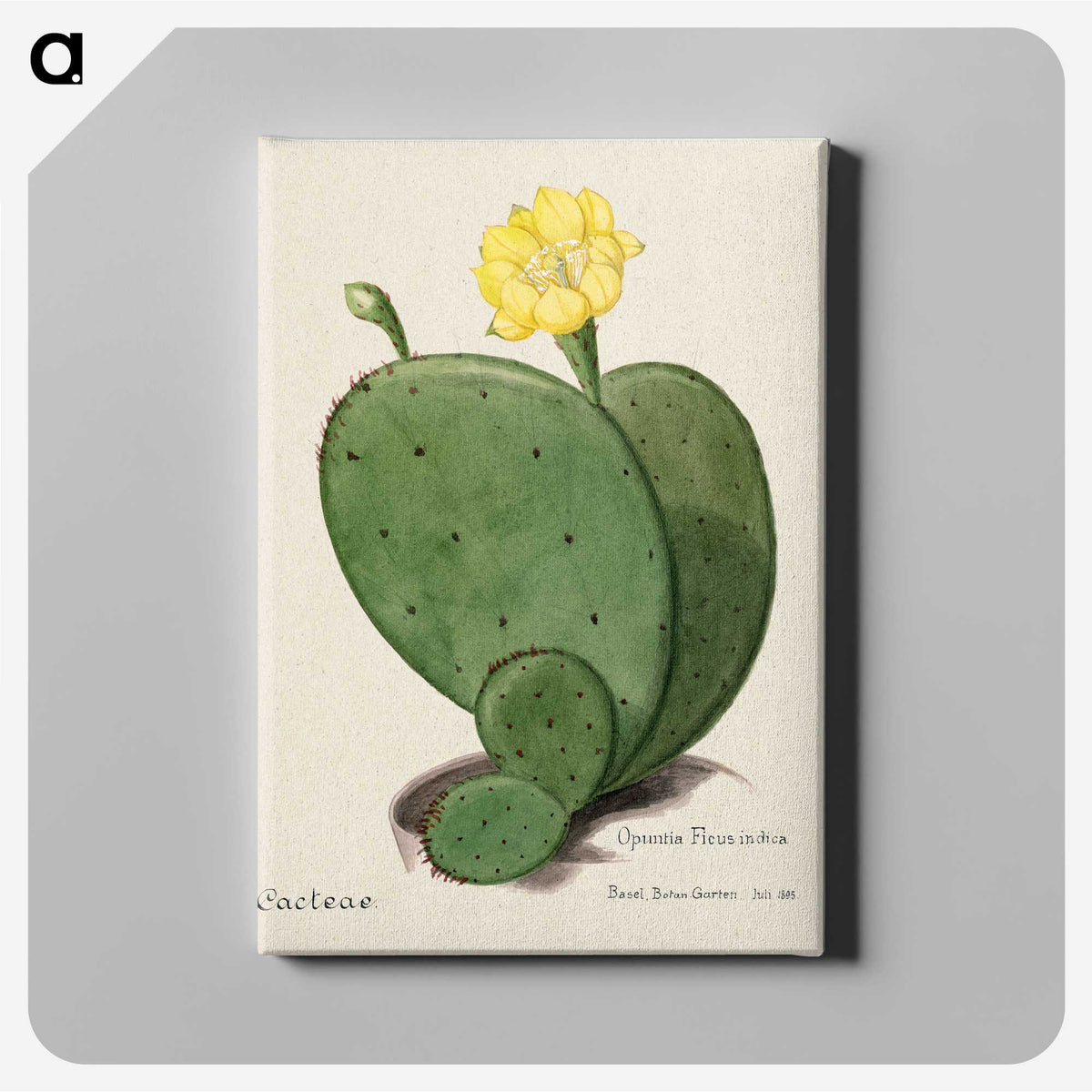 1-4_Familie-der-Cacteen_canvas