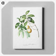 1-4_Georg-Dionysius-Ehret_canvas