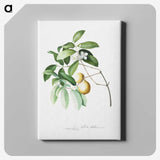 1-4_Georg-Dionysius-Ehret_canvas