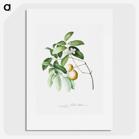 1-4_Georg-Dionysius-Ehret_picture