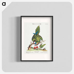 アートポスター-Psittacus Minor Gutture Fusco, Occidentalis
 - ジョージ エドワーズ Poster.