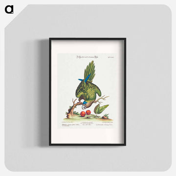 Psittacus Minor Gutture Fusco, Occidentalis
 - ジョージ エドワーズ Poster.