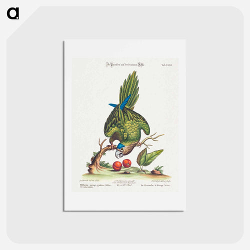 Psittacus Minor Gutture Fusco, Occidentalis
 - ジョージ エドワーズ Postcard.