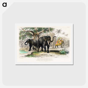 アートポストカード-Asiatic Elephant and Caparisoned Elephant
 - ゴールドスミスの生き生きとした自然 Postcard.
