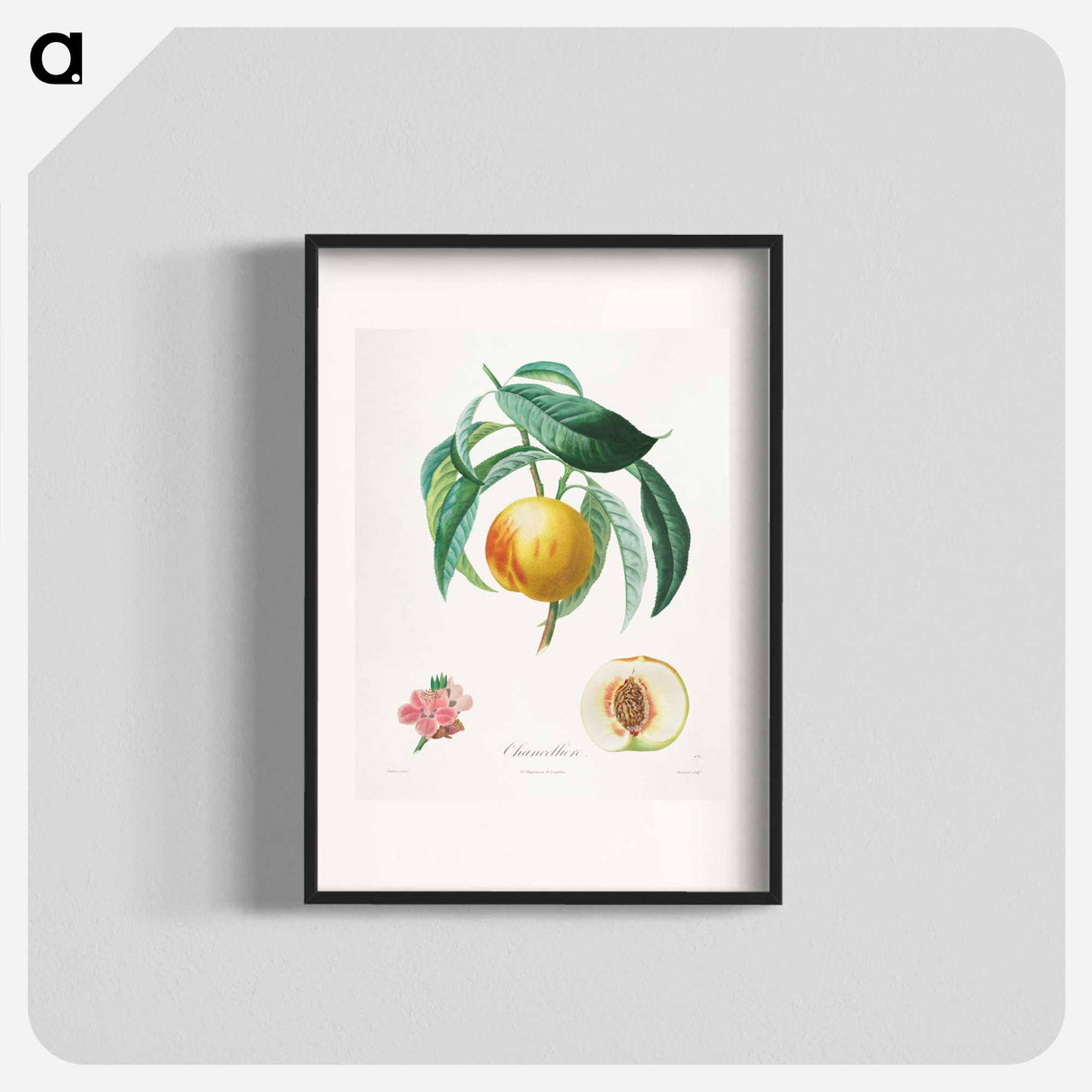 Traité des arbres fruitiers: Chancellière - アンリ ルイ デュアメル デュ モンソー Poster.