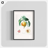 Traité des arbres fruitiers: Chancellière - アンリ ルイ デュアメル デュ モンソー Poster.